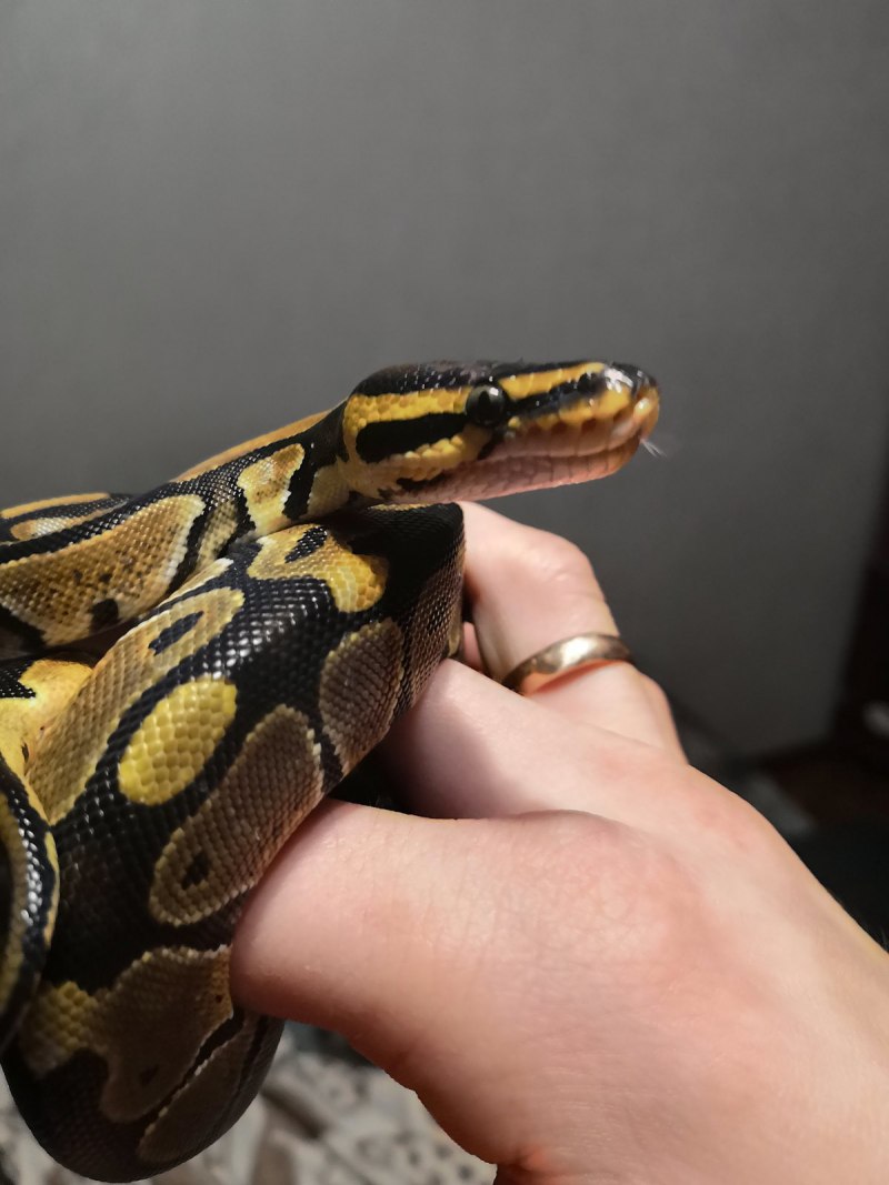 Змея Королевский питон