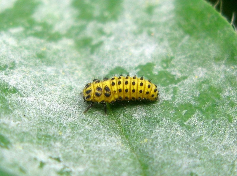 Личинка Божьей коровки scumnus