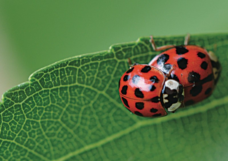 Coccinella septempunctata личинка
