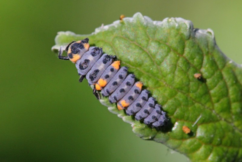 Coccinella septempunctata личинка