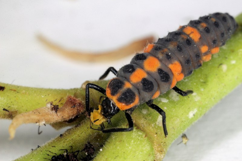Личинка Божьей коровки Scymninae