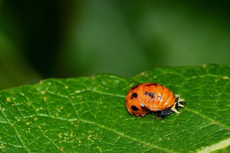 Личинка Божьей коровки Scymninae