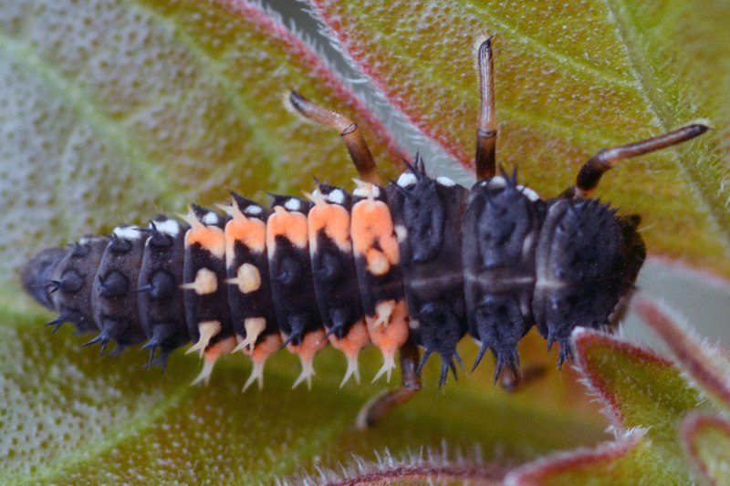 Harmonia axyridis личинка