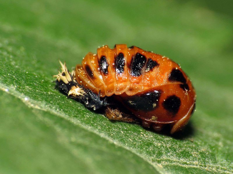 Harmonia axyridis гусеница