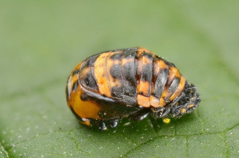Hippodamia variegata личинка