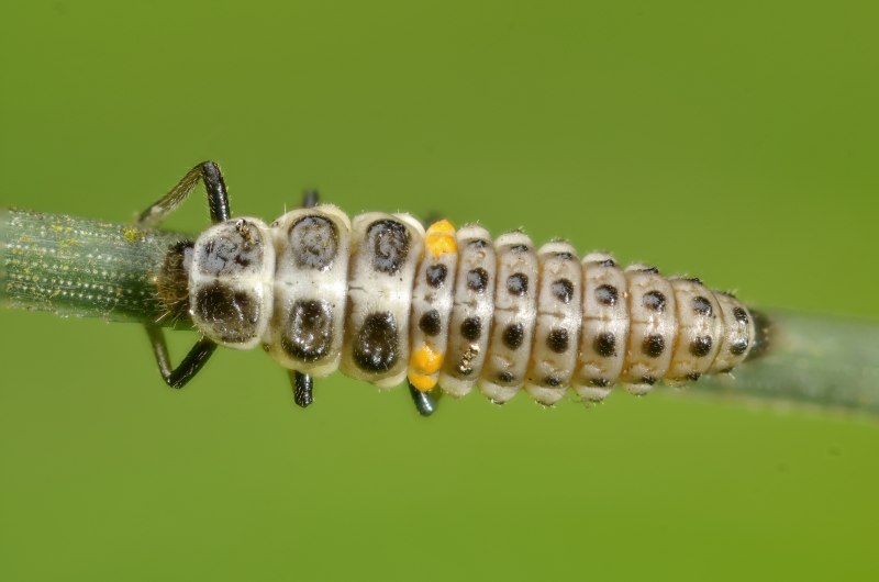 Личинка Божьей коровки Scymninae