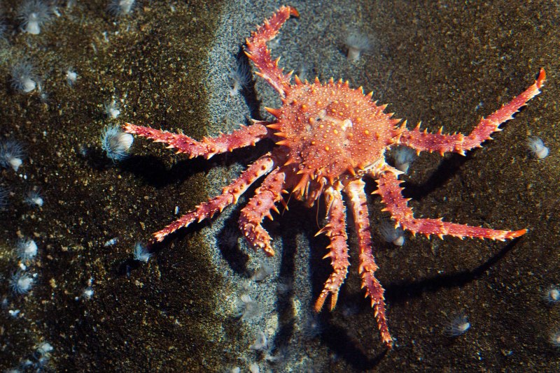 Равношипый краб (lithodes aequispinus)