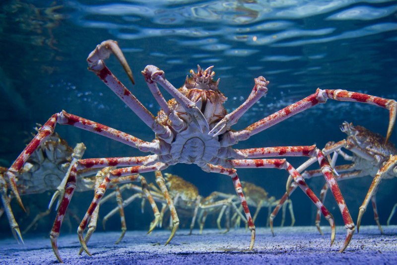 Alaskan King Crab