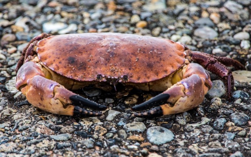 Камчатский краб Охотское море