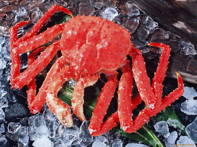Охотское море морские Крабы