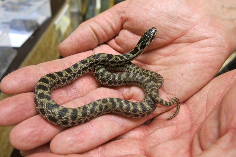 Hierophis viridiflavus