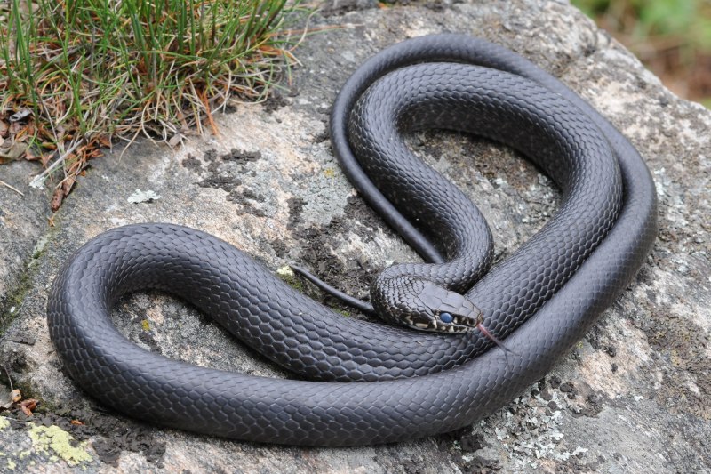Orthriophis taeniurus