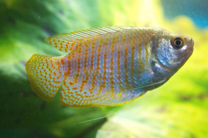 Trichopsis pumila