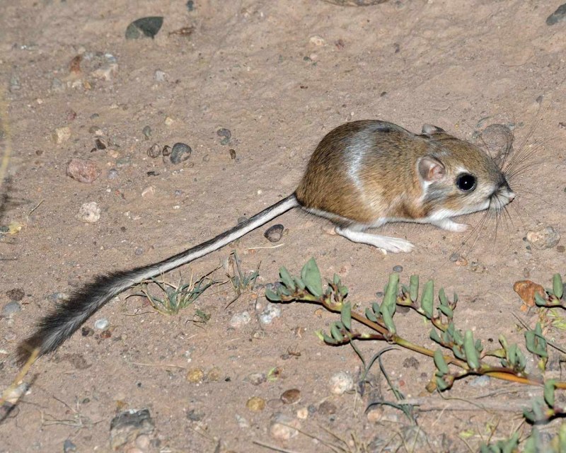 Melomys rubicola