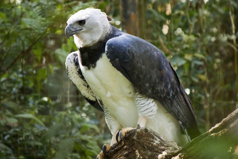 Джангл бёрд (Jungle Bird)