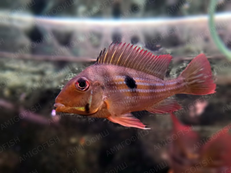 Геофагусы Вайнмиллера Geophagus winemilleri