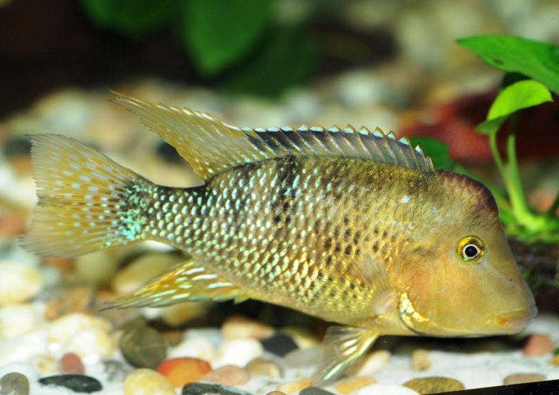 Geophagus megasema