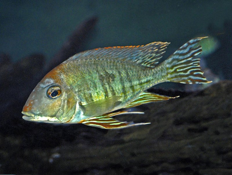 Geophagus Brasiliensis