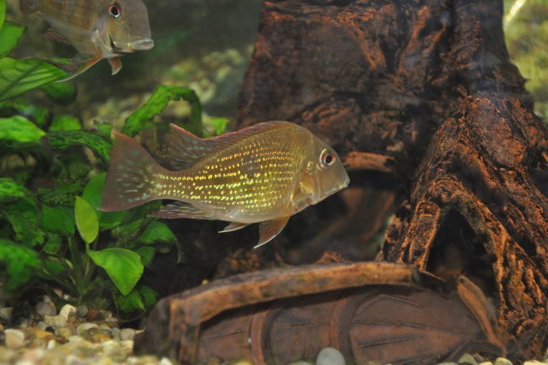 Geophagus Proximus