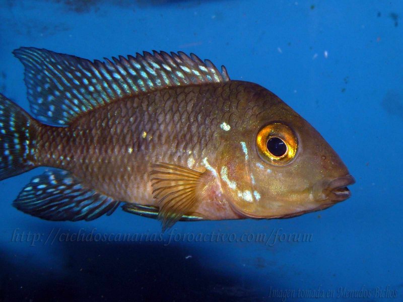Цихлида Geophagus Brasiliensis
