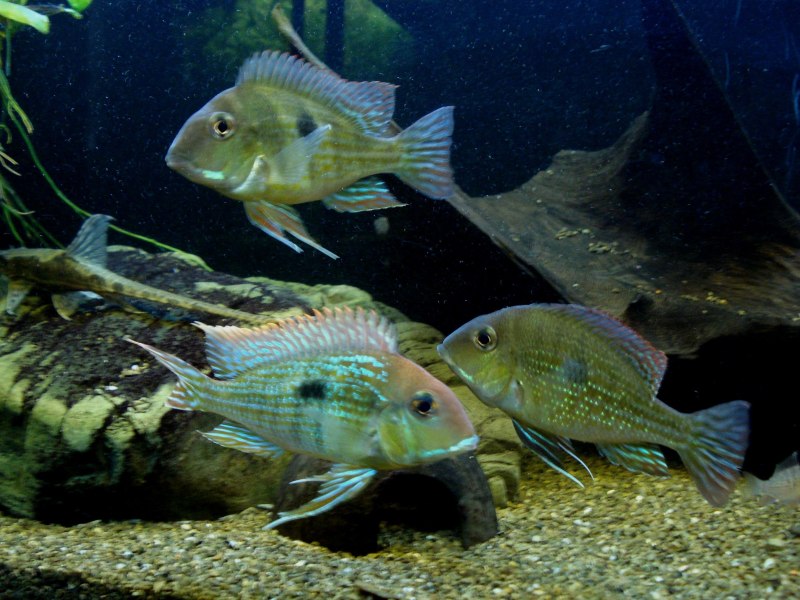 Geophagus altifrons