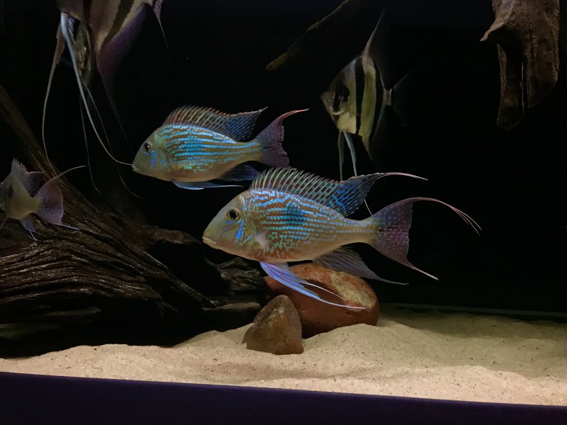 Geophagus neambi
