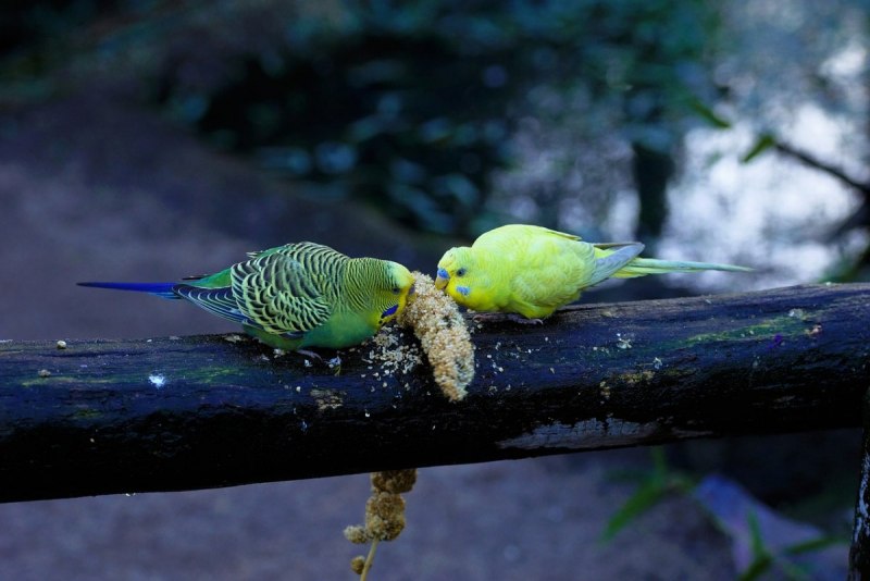 Budgerigar Австралия