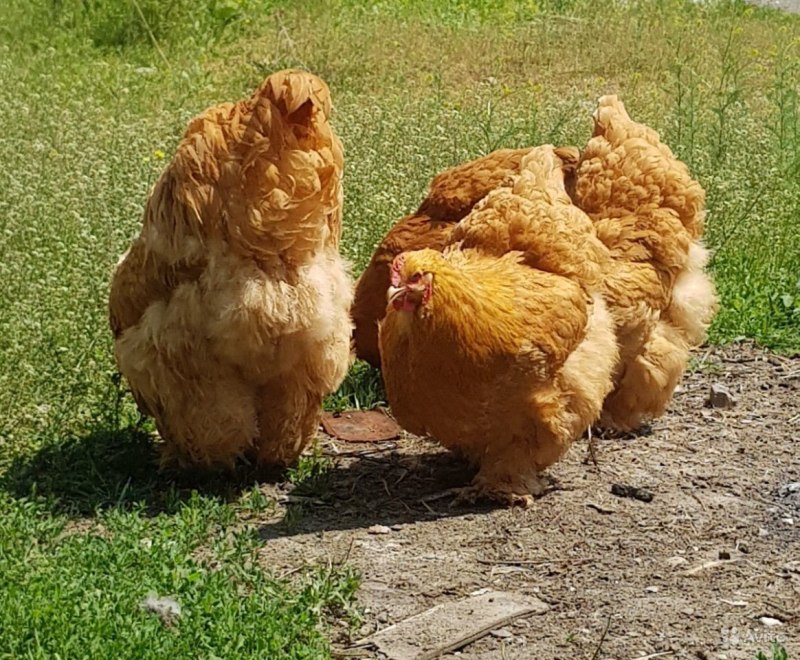 Кохинхин куропатчатый