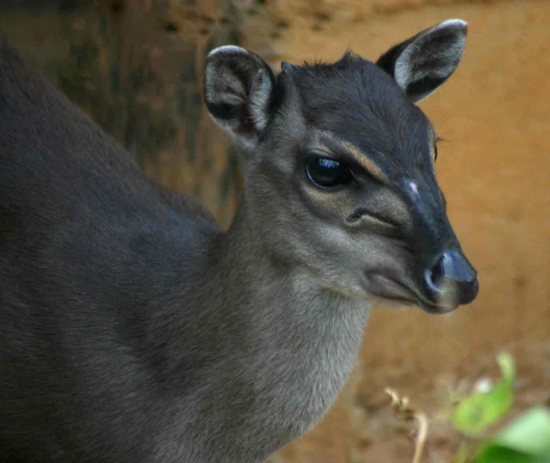 Cephalophus rufilatus