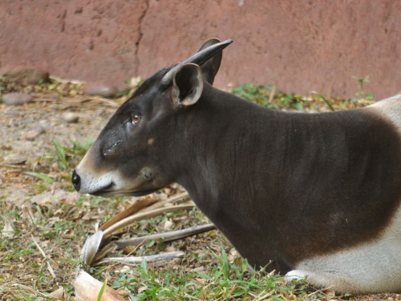 Cephalophus natalensis