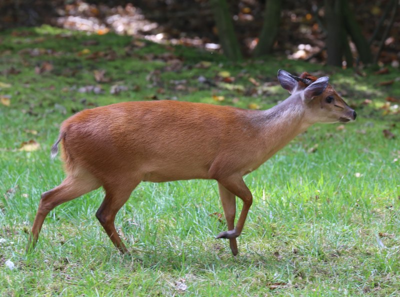 Cephalophus ogilbyi