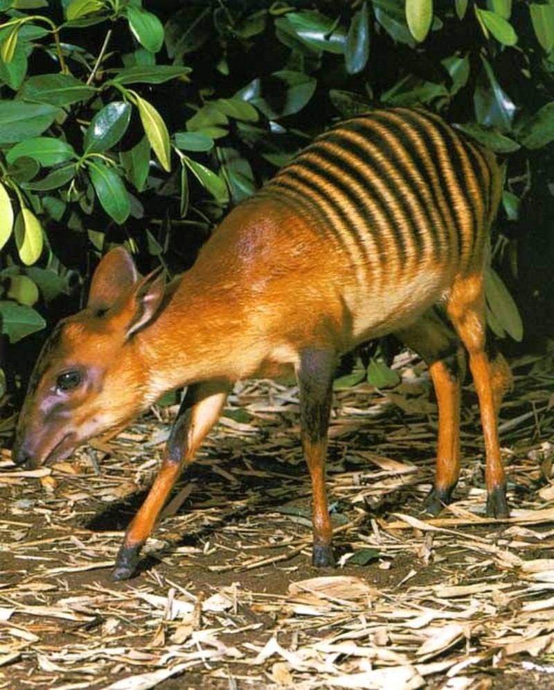Дукер обыкновенный (Sylvicapra Grimmia)