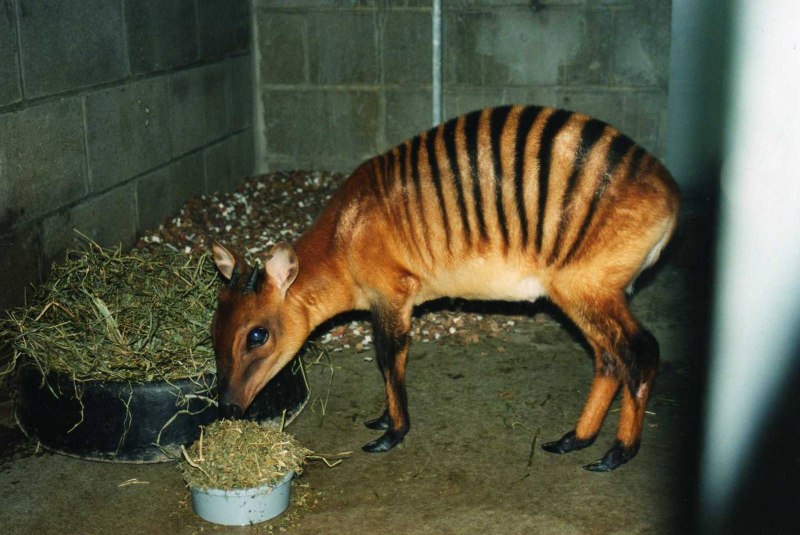 Дукер обыкновенный (Sylvicapra Grimmia)