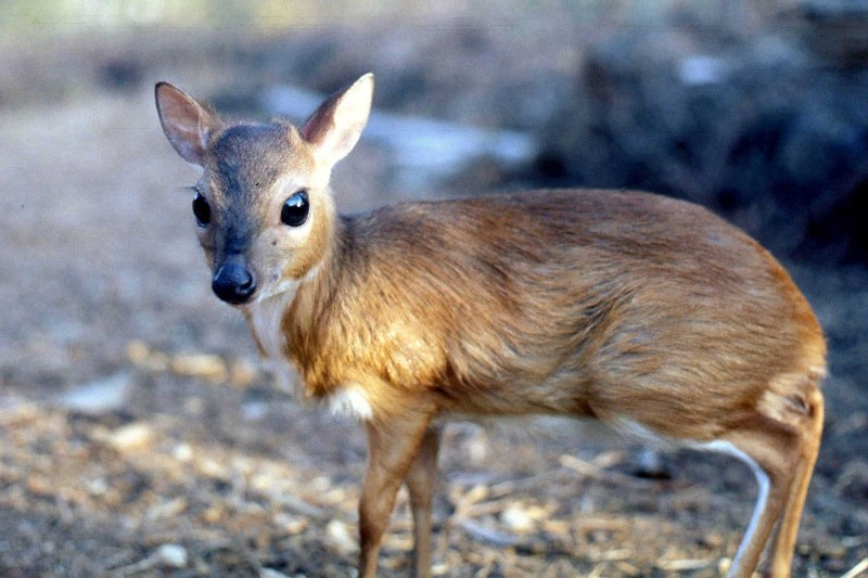 Cephalophus rufilatus