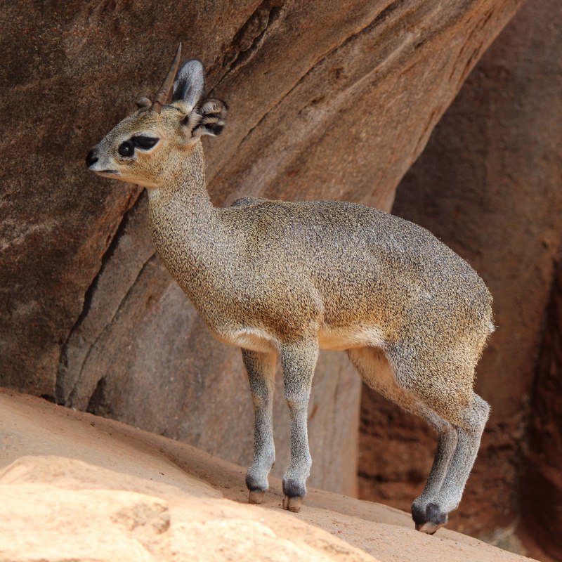 Sylvicapra Grimmia