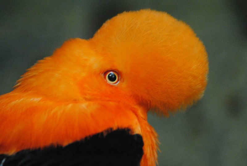 Cochylidia rupicola
