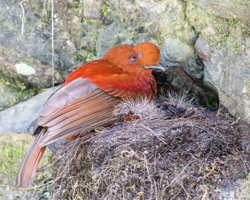 Гвианский скальный петушок самка