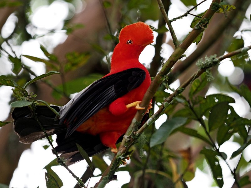 Andean cock-of-the-Rock