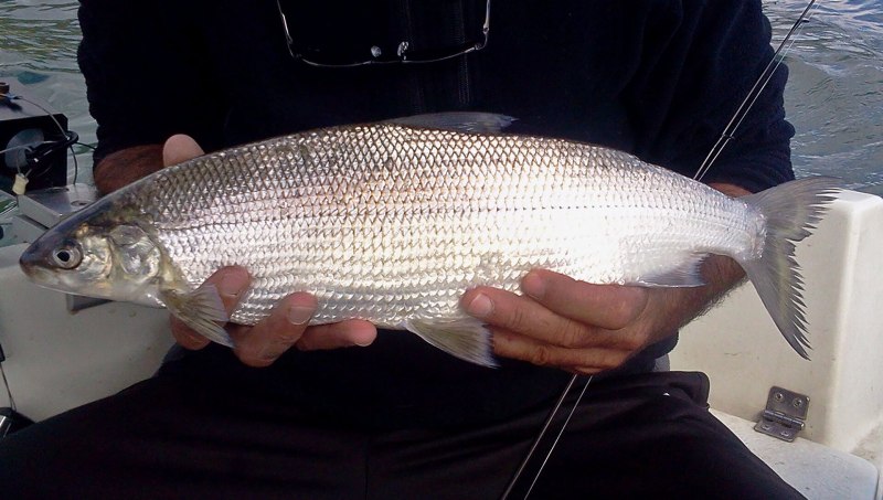 Обыкновенный сиг (Coregonus lavaretus)