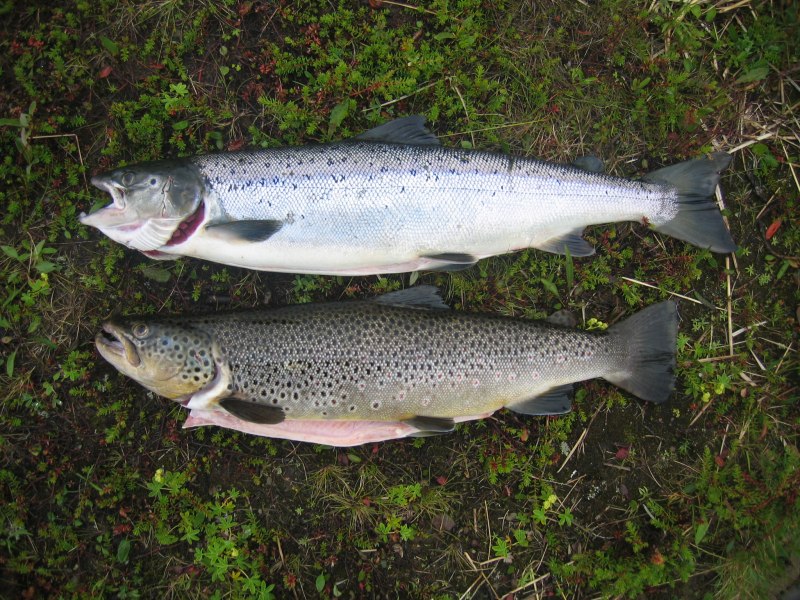 Coregonus anaulorum