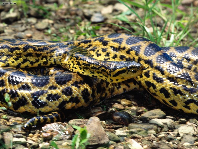Анаконда eunectes murinus