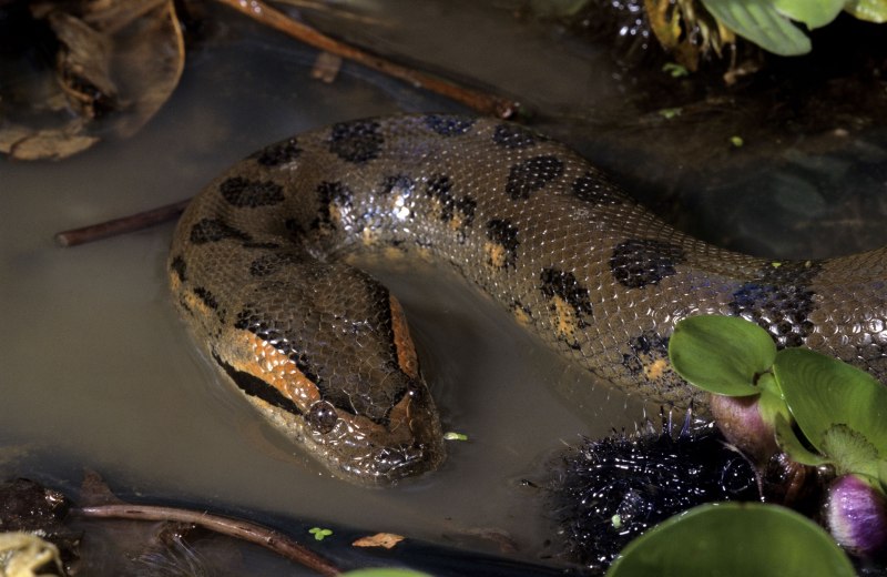 Анаконда eunectes murinus
