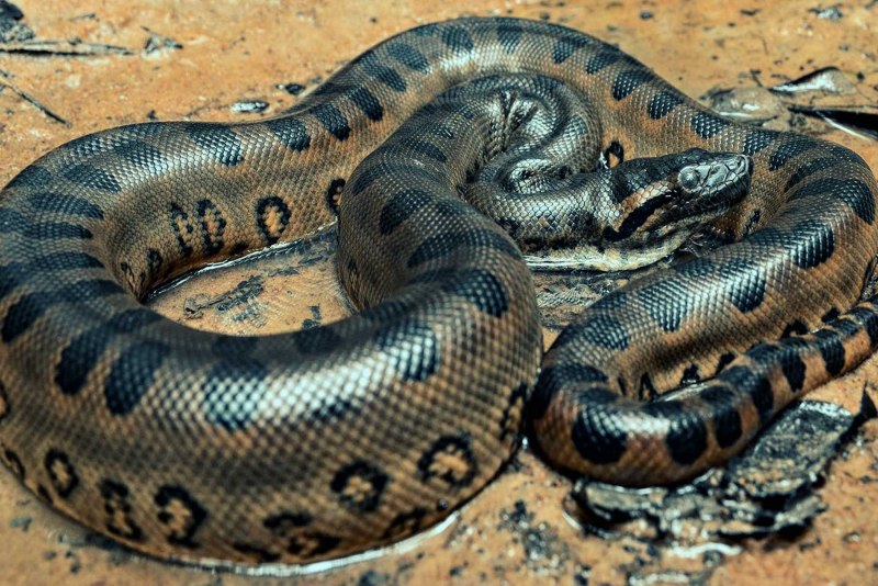 Анаконда eunectes murinus