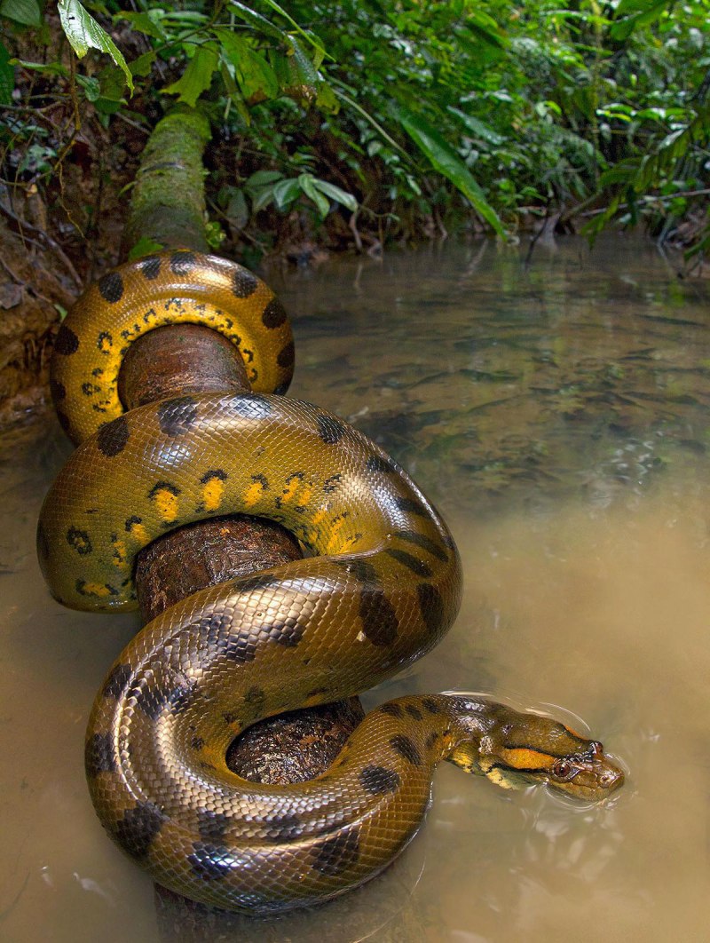 Анаконда eunectes murinus