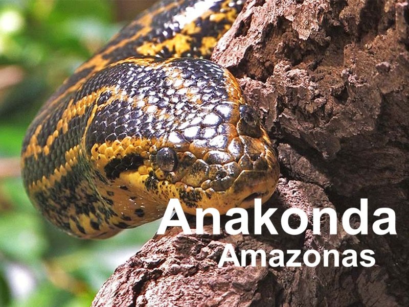 Водяной удав Анаконда