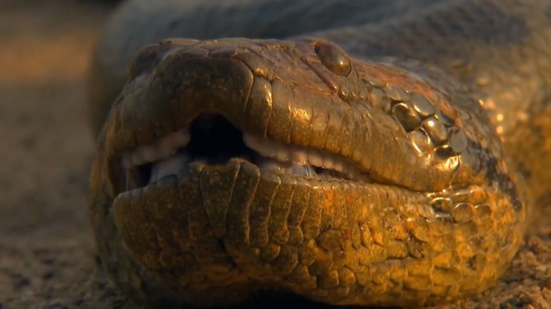 Green Anaconda (eunectes murinus)