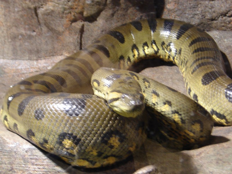 Анаконда eunectes murinus