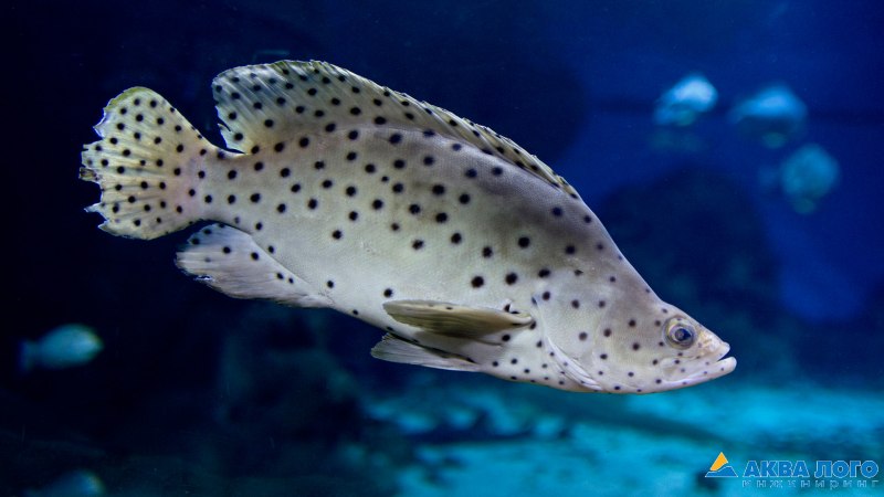 Cromileptes altivelis