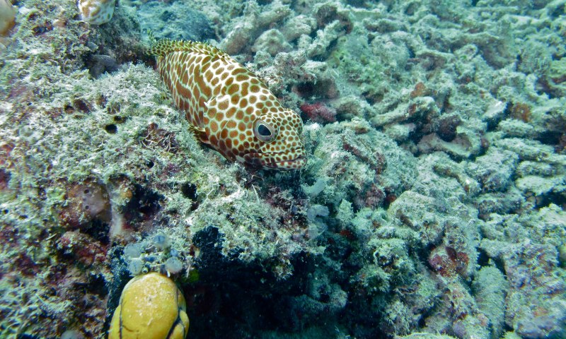 Epinephelus Merra