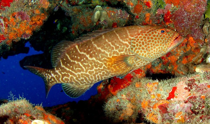 Bumblebee Grouper